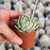 ECHEVERIA ELEGANS, image , 2 image