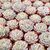 ECHEVERIA ELEGANS, image , 3 image