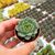 ECHEVERIA FABIOLA, image _ab__is.image_number.default