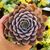 ECHEVERIA ORION, image 