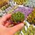 ECHEVERIA SETORUM VICTOR, image 