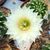 ECHINOPSIS EYRIESII HYB. WHITE, image 