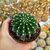 ECHINOPSIS EYRIESII HYB. WHITE, image _ab__is.image_number.default