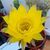 ECHINOPSIS OBREPANDA, image 