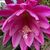 EPIPHYLLUM HYBRID AUGUSTUS, image 