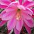 EPIPHYLLUM HYBRID BEAHM'S SURPRISE, image 