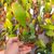 EPIPHYLLUM HYBRID BEAHM'S SURPRISE, image _ab__is.image_number.default