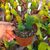 EPIPHYLLUM HYBRID BRUIN, image _ab__is.image_number.default