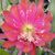 EPIPHYLLUM HYBRID DANTE, image 