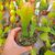 EPIPHYLLUM HYBRID EMMET KELLY, image _ab__is.image_number.default