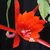 EPIPHYLLUM HYBRID EMPEROR'S GLADIATOR, image 