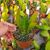 EPIPHYLLUM HYBRID EMPEROR'S GLADIATOR, image , 2 image