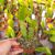 EPIPHYLLUM HYBRID GITTI PAETZ, image , 2 image