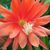 EPIPHYLLUM HYBRID GLORIOSUM, image 