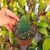 EPIPHYLLUM HYBRID HOODAP, image , 2 image