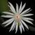 EPIPHYLLUM HYBRID HOOKERI, image 
