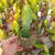 EPIPHYLLUM HYBRID HOOKERI, image , 2 image