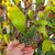EPIPHYLLUM HYBRID IRETTE, image , 2 image