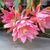 EPIPHYLLUM HYBRID JUNGFRAU, image 
