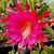 EPIPHYLLUM HYBRID KLAUS PAETZ, image 