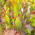 EPIPHYLLUM HYBRID KLAUS PAETZ, image , 2 image