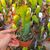 EPIPHYLLUM HYBRID MADAME DE LAET, image , 2 image
