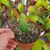 EPIPHYLLUM HYBRID MAJA BUCHI, image , 2 image