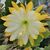 EPIPHYLLUM HYBRID MEDA, image 