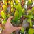 EPIPHYLLUM HYBRID MEDA, image , 2 image