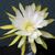 EPIPHYLLUM HYBRID MYRAH, image 