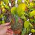 EPIPHYLLUM HYBRID MYRAH, image , 2 image