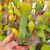 EPIPHYLLUM HYBRID OBERST PM KÜHNRICH, image 