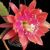 EPIPHYLLUM HYBRID PARTY PIECE, image 
