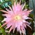 EPIPHYLLUM HYBRID PINK PLUMES, image 