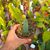 EPIPHYLLUM HYBRID PINK PLUMES, image _ab__is.image_number.default