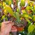 EPIPHYLLUM HYBRID VOGELII, image , 2 image