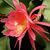 EPIPHYLLUM HYBRID BRUIN, image 