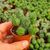 EUPHORBIA GLOBOSA, image  EUPHORBIA GLOBOSA, image