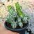 EUPHORBIA LACTEA CRISTATA, image _ab__is.image_number.default
