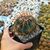 FEROCACTUS LATISPINUS, image _ab__is.image_number.default