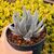 GASTERALOE BEGUINII VARIEGATA, image 