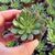 GRAPTOVERIA BASHFUL, image , 2 image