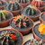 GYMNOCALYCIUM FRIEDRICHII VARIEGATA, image _ab__is.image_number.default