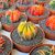 GYMNOCALYCIUM FRIEDRICHII VARIEGATA, image _ab__is.image_number.default