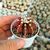 GYMNOCALYCIUM FRIEDRICHII VARIEGATA, image _ab__is.image_number.default