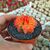 GYMNOCALYCIUM FRIEDRICHII VARIEGATA, image _ab__is.image_number.default