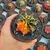 GYMNOCALYCIUM FRIEDRICHII VARIEGATA, image _ab__is.image_number.default