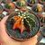 GYMNOCALYCIUM FRIEDRICHII VARIEGATA, image _ab__is.image_number.default