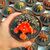 GYMNOCALYCIUM FRIEDRICHII VARIEGATA, image _ab__is.image_number.default