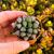 HAWORTHIA SUGAR PLUM, image 